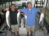 (06/05/2014) - Nice Striped Bass